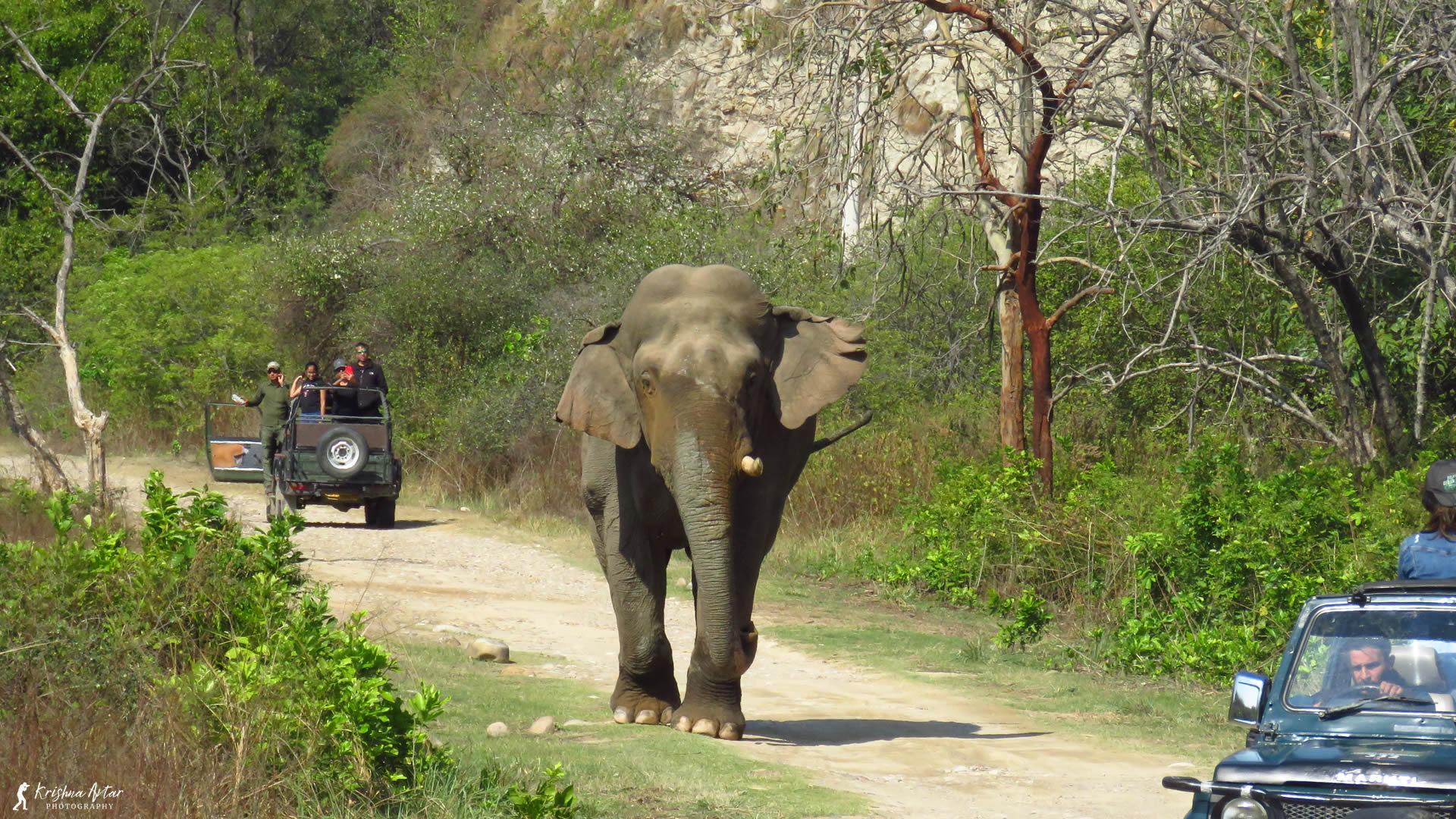 Jungle Safari